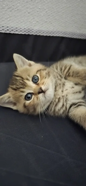 Letztes BKH-Kitten in Golden-Tabby sucht ein Zuhaus
