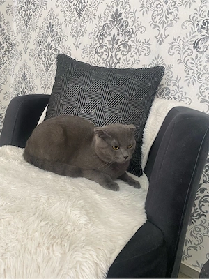 egen Umzug: Liebevolles Zuhause für BKH Ragdoll-Mix "Mido" (13 Monate) gesucht
