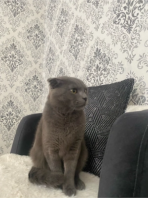 Wunderschöner BKH Kater (1 Jahr alt, grau, nicht kastriert)
