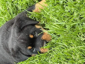Rottweiler Welpen Rüden