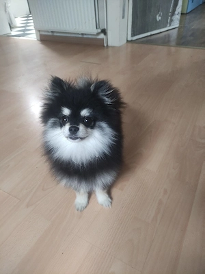 Süßer Mini  Pomeranian 
