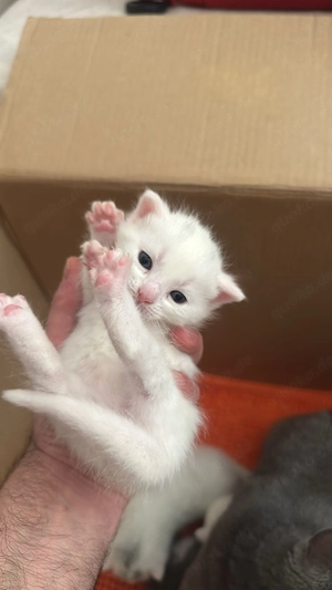 Katze zum Verkaufen 