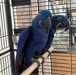  Weiblicher Ara  Zazu  sucht ein neues Zuhause 