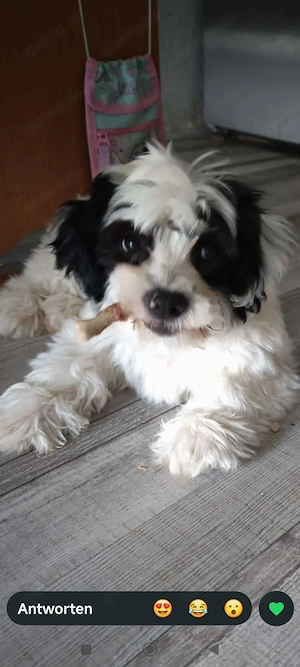 Sammy such neues zuhause