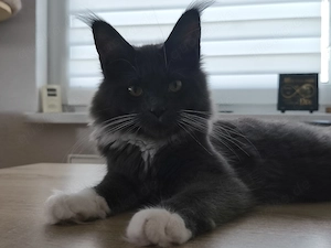Maine Coon Kätzin mit Stammbaum 