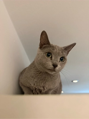 Russisch Blau Katze weiblich reinrassig
