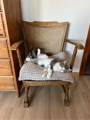 drei britisch Katzen