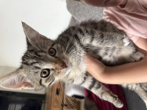 Kitten suchen ein schönes Zuhause 
