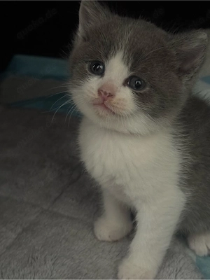 Wunderschöne Kätzchen  Bkh Babykatze  