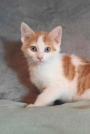 Süße Kätzchen; Katzenbabys rot-weißes Katerchen