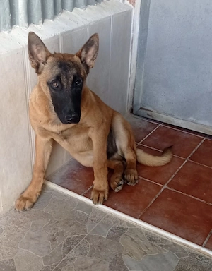 Blu sucht sein für immer Zuhause