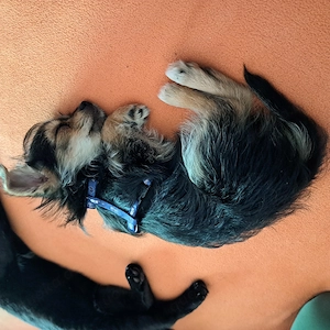 Chihuahua Yorkshire Mix Welpe zu verkaufen