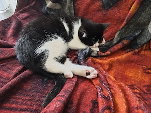 BKH Kater 12 Wochen 