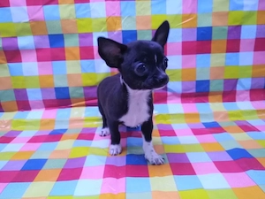 Chihuahua-Welpe