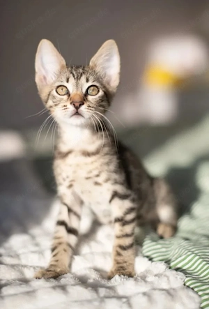 Frankie Verspielter Tiger sucht spannende Spielwiese.
