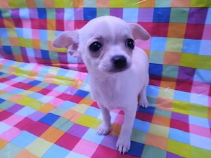 Chihuahua-Welpe