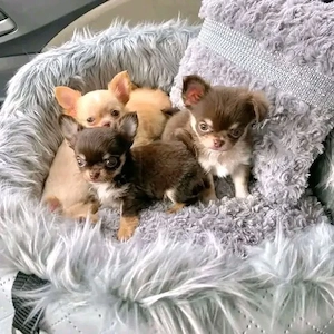 chihuahua welpe