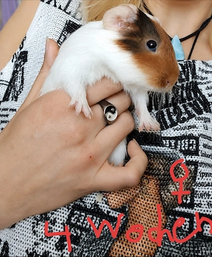 Meerschweinchen Baby Weibchen 4 Wochen 
