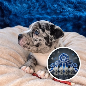 Abgabebereit ! American Bully Welpen ABKC registriert | Top Abstammung