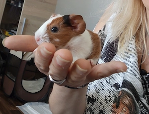 Meerschweinchen Baby Junge ab 4.7.26 abzugeben