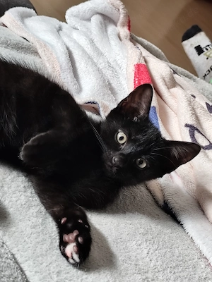 Kleiner Kater 