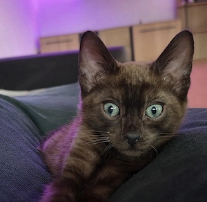 wunderschönes Bengal Kitten