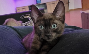 wunderschönes Bengal Kitten