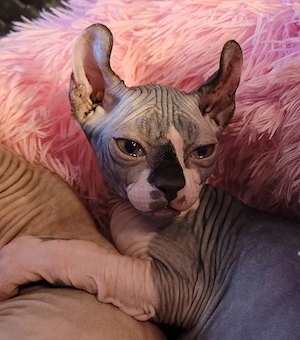 Sphynx kanadische