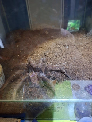 vogelspinne abzugeben 