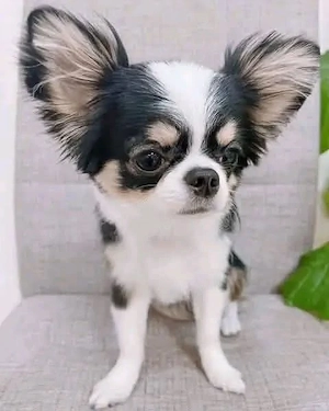 chihuahua welpe
