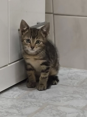 Katerchen sucht
