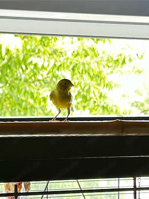 Junger männlicher Kanarienvogel