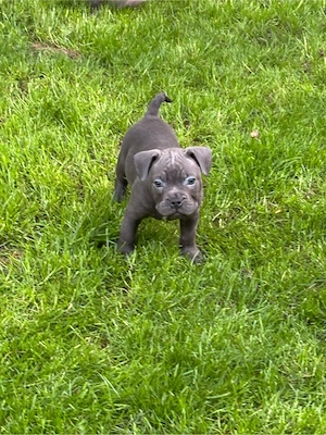 Französisch Englisch Bulldogge Welpe 