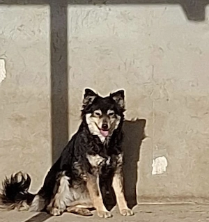Mimi sucht ihr für immer Zuhause