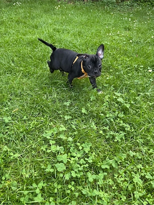 Französche Englische Bulldoggen Welpe 