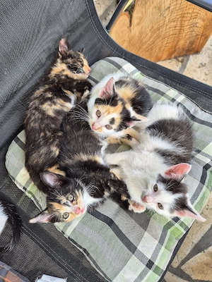  Katzenkitten, Katzenjungen, Kätzchen