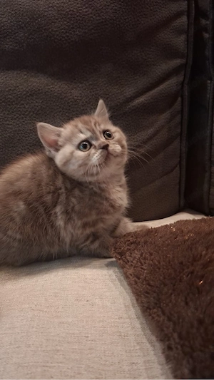 Reinrassige bkh kitten  Bild 2