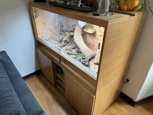 Terrarium mit Bartagamen