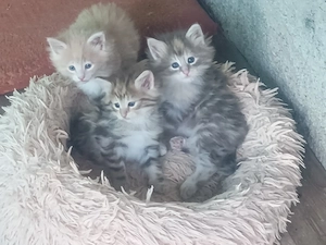 hübsche Norwegische Waldkatzen Kitten Katzenbabys Abzugeben 