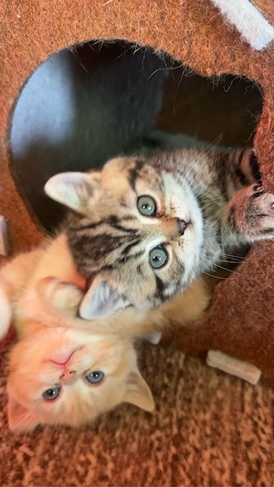 Reinrassige BKH Kitten