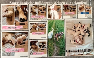 Amerikanische Bulldoggen Welpen zu verkaufen