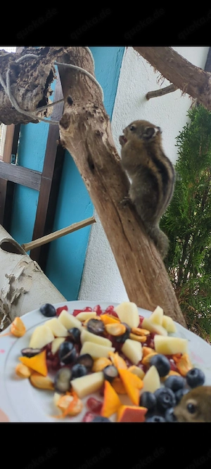 chin. Baumstreifenhörnchen 