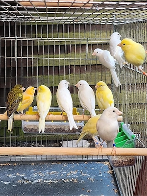 Raza Espanola