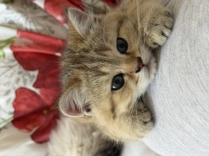 BKH Katerchen