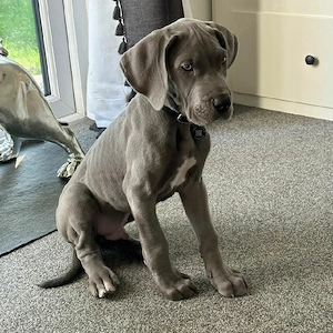 Wunderschöne Deutsche Doggen Welpen mit Ahnentafel