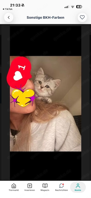 Britisch Kurzhaar kitten