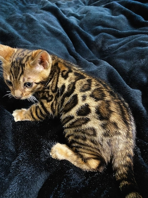 Schöne Bengal-Kitten zum Reservieren !