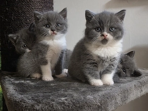 Britisch Kurzhaar, BKH Kitten