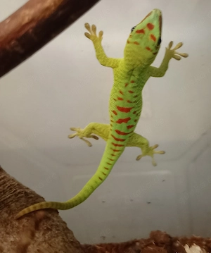 Großer Madagaskar-Taggecko (Phelsuma grandis)