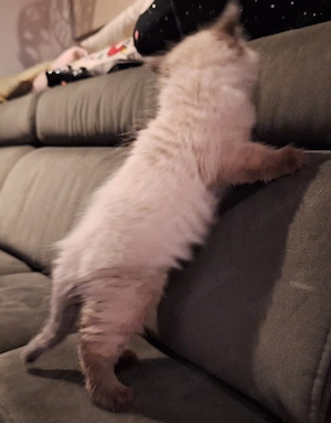 Bkh kitten highlander langhaar choclait point Bild 8